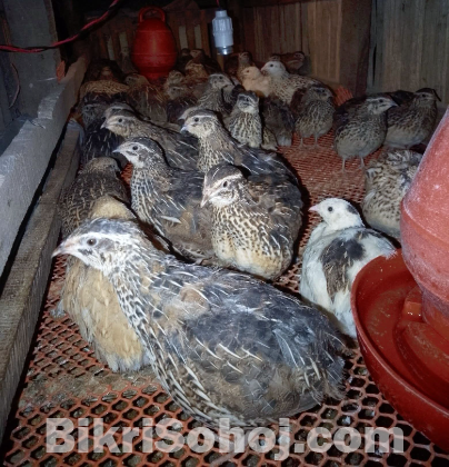 কোয়েল পাখি